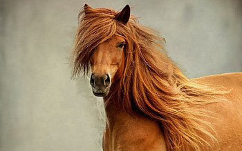 Animals, Sight, Opinion, Mane, Head, Horse HD wallpaper