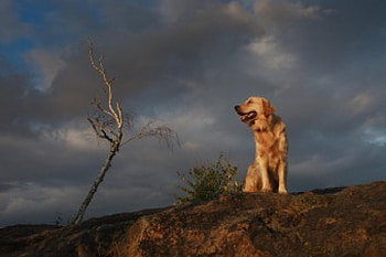 Dog, sweet, animal, dogs, cute, beautiful, puppys, puppy, pretty, animals, lovely HD wallpaper