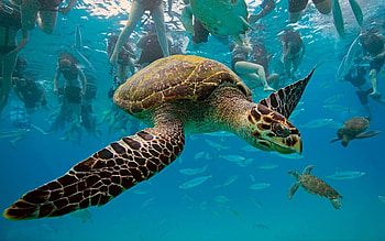 Turtle,underwater,ocean, lady, wet, anime, hot, kurd, girl HD wallpaper