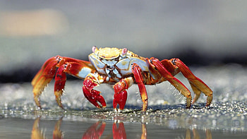 Crab species, Coastal creatures, Marine life, Natural beauty HD wallpaper