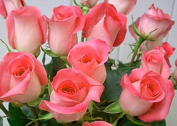 For all those missing someone, pink, white, roses, green, flowers HD wallpaper