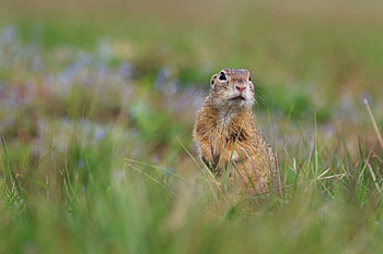 Animals, Grass, Blur, Smooth, Wildlife, Animal, Prairie Dog, Meadow Dog HD wallpaper