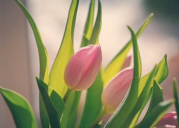 Bud, pink tulip, bloom HD wallpaper