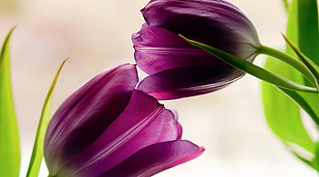 Amizing, purple, tulip, great, amazing HD wallpaper