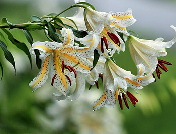 White lilies, Flowers, White, Nature, Lilies HD wallpaper