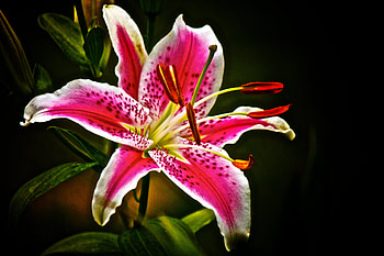 LILY, PETALS, LEAVES, COLORS, STEM HD wallpaper