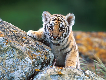Tiger cub., cat, wild, tiger, cub HD wallpaper