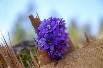 Blue flowers, bloom, wild HD wallpaper