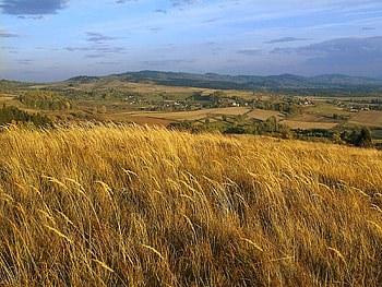 Landscape, Grass, Fields HD wallpaper