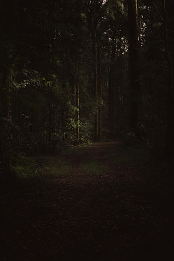 Trees, Dark, Forest, Branches, Path HD phone wallpaper