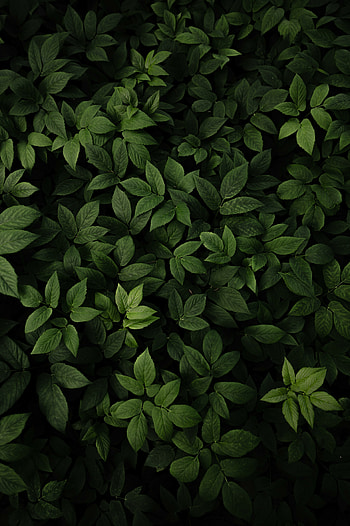 Green leaves, fresh and green, plants HD phone wallpaper