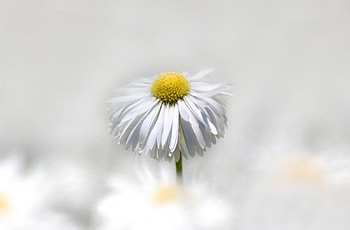 Daisy, white, petals, flower, macro HD wallpaper