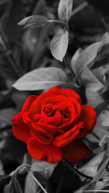 Flowers, Rose Flower, Rose, Bud, Bw, Chb, Garden HD phone wallpaper