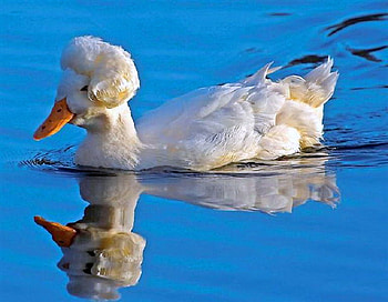Primped, blue, swim, white, duck, primped feathers, water HD wallpaper