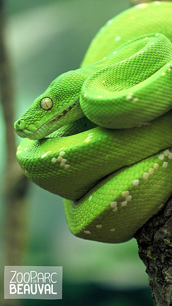 Snake, Green, Snake Green HD phone wallpaper