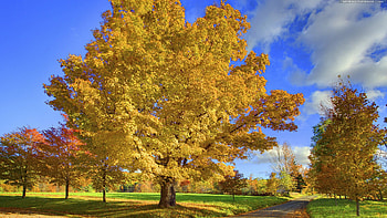 Outono, autumn, nature, tree, yellow HD wallpaper
