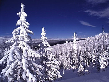 Clear Winter's Day, winter, snowycedars, snow, trees, bluesky HD wallpaper