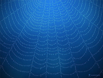 SpiderWeb, nature, water HD wallpaper