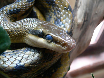 snake HD wallpaper