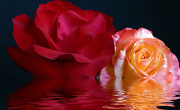 Red & Pink Roses, nature, flowers, roses, beauty HD wallpaper
