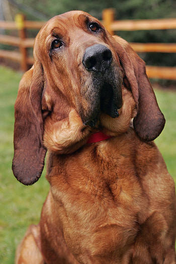 Bloodhound, Loyal companions, Dog breed ideas, Hound dogs HD phone wallpaper