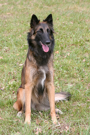 Belgian Shepherd, Tervueren brit, International community, Breed enthusiasts HD phone wallpaper