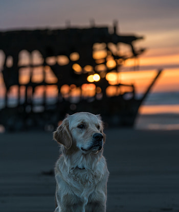Animals, Dog, Muzzle, Blur, Smooth, Sight, Opinion, Labrador HD phone wallpaper