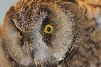 Animals, Owl, Bird, Eyes, Predator, Sight, Opinion HD wallpaper