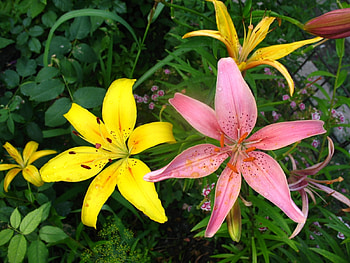 Plants, Flowers, Lilies HD wallpaper