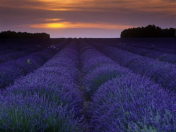 Lavender Twilight, sky, flowers, lavender, sunset HD wallpaper