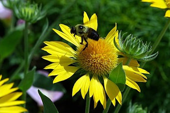 Take Off, nature, flowers, bugs HD wallpaper