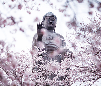 Buddha, Religious, Statue, Spring, Blossom HD wallpaper