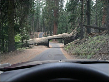 inside the car view, artificial, road, car, tree HD wallpaper