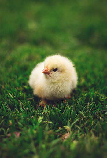 Animals, Fluffy, Nice, Sweetheart, Small, Chick, Chicken HD phone wallpaper