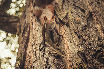 Animals, Squirrel, Wood, Tree, Sight, Opinion, Animal, Nice, Sweetheart HD wallpaper