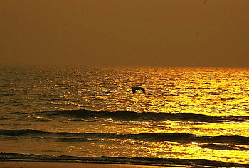 Wings over gold, golden water, waves, gold sky, bird in flight, sunset HD wallpaper