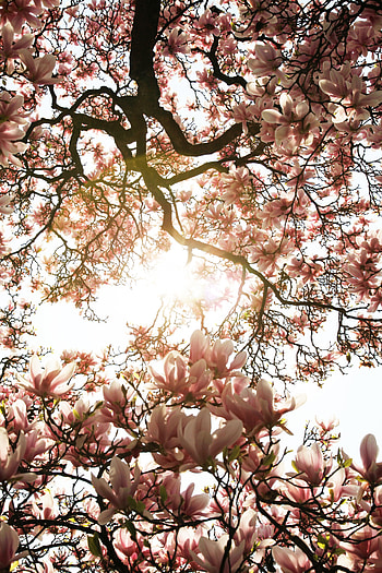 Flowers, Pink, Wood, Tree, Sunlight, Magnolia HD phone wallpaper
