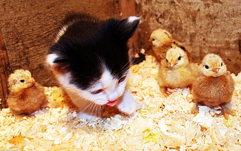 chick cat, cats, animals HD wallpaper