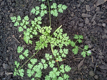 Winter garden herbs, Chervil in edible garden, Botanics stories HD wallpaper