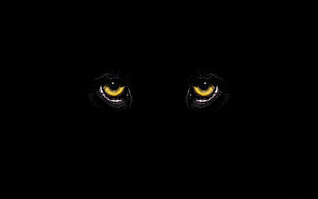 Yellow Eyes, Animals, Yellow, Black, Eyes, Cats, Ominous HD wallpaper