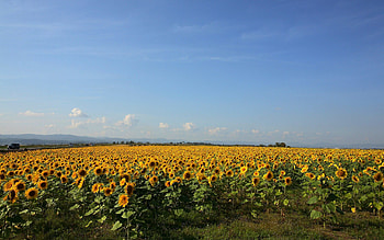 Nature, Grass, Sunflowers, Sky, Summer HD wallpaper