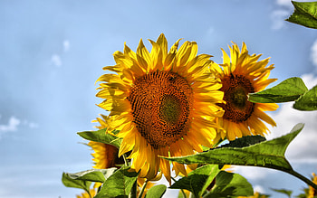 Sunflower HD wallpaper