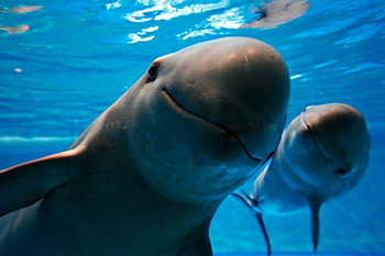 Porpoises, pair, blue, ocean, Two HD wallpaper