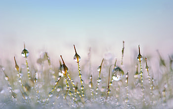 Moss, water drops, close up HD wallpaper