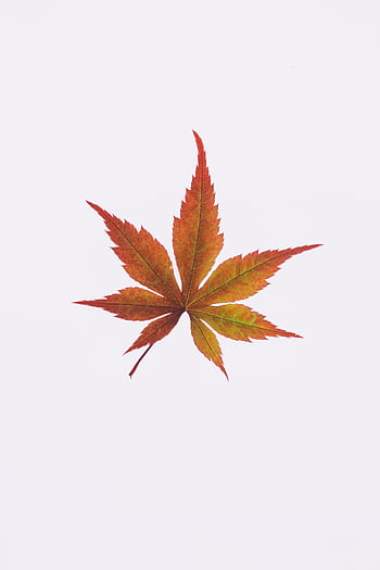 Single maple leaf on a white background showcasing vivid autumn colors. Perfect for fall themes. HD phone wallpaper