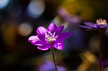 Flowers, Violet, Flower, Macro, Petals, Purple HD wallpaper