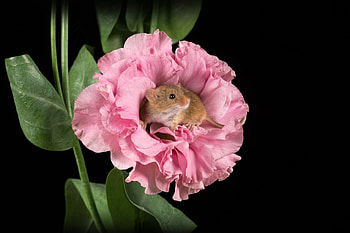 Mouse, animal, pink, black, flower, soricel, cute, rodent, harvest mouse HD wallpaper