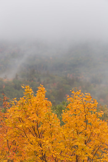 Nature, Autumn, Wood, Forest, Tree, Fog, Maple HD phone wallpaper