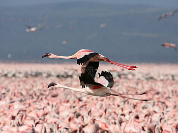 Lesser Flamingos in Flight, Kenya, flight, pink, birds, flamingos HD wallpaper