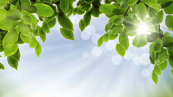 Sunshine through leaves, Illuminated foliage, Rays of nature, Radiant glow HD wallpaper
